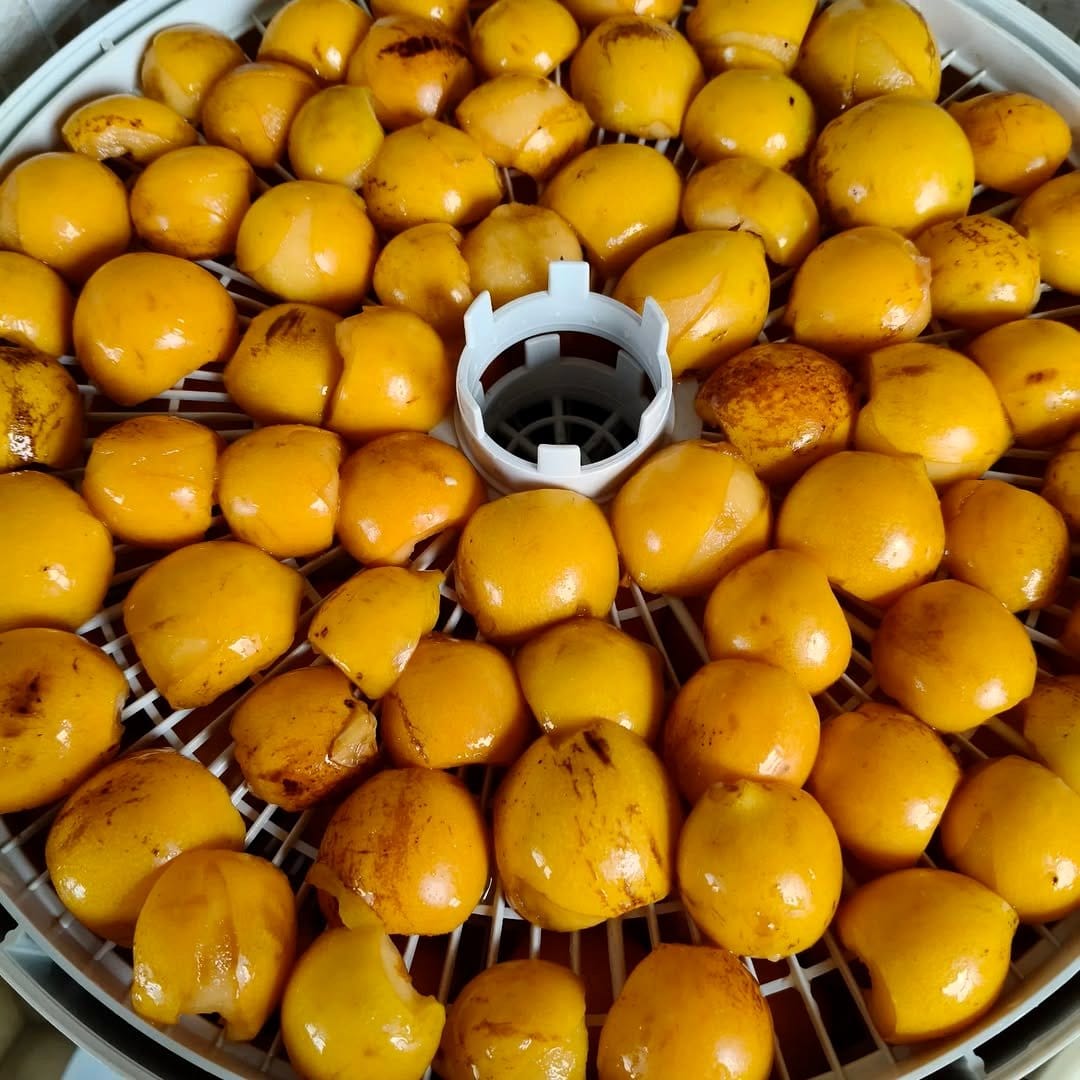 loquat tree with fruit