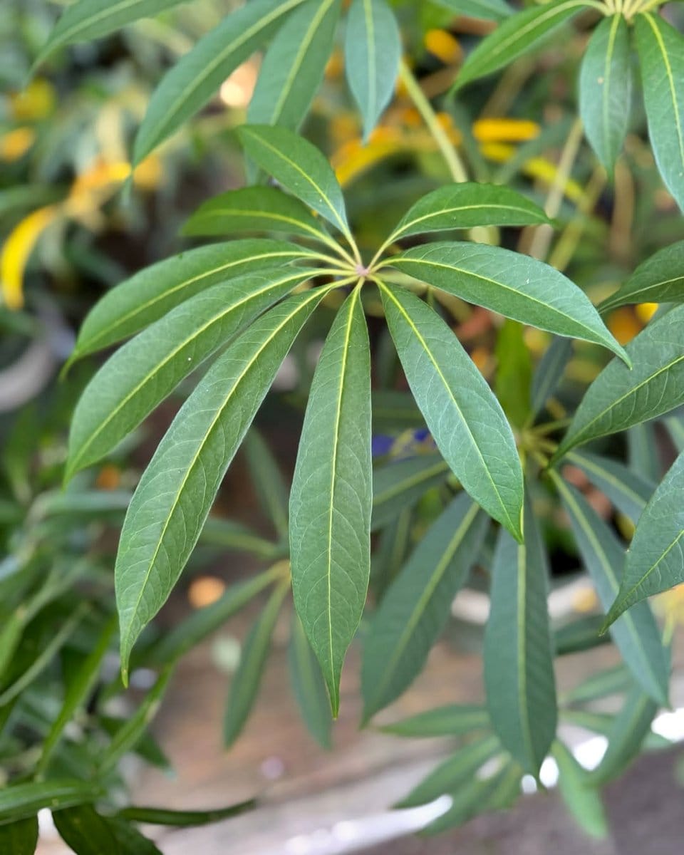 hardy schefflera leaves