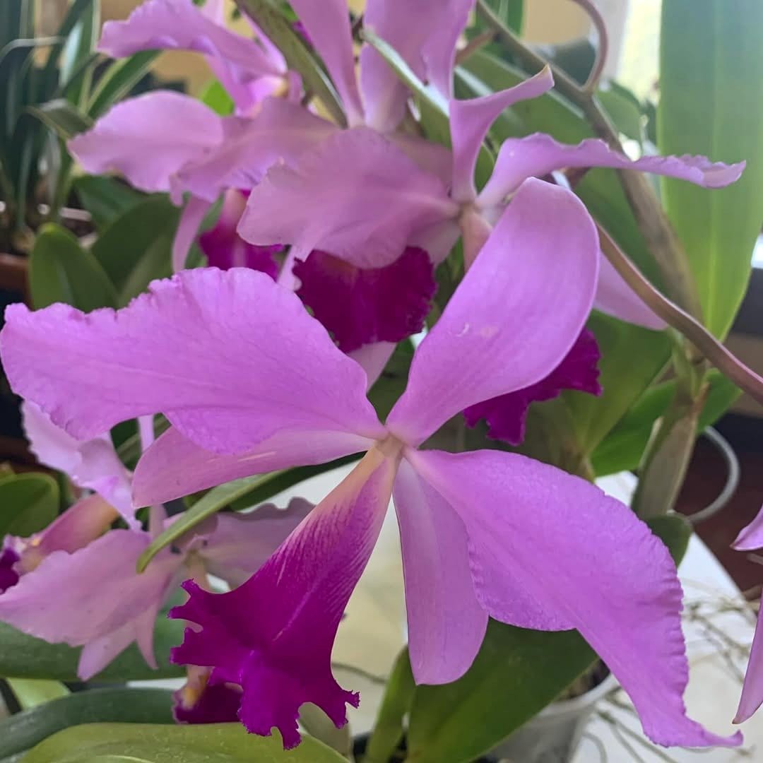 orchid club meeting