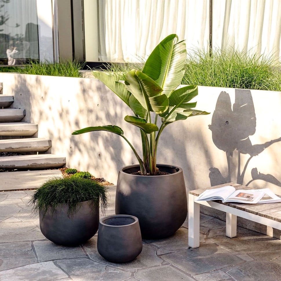 Bird of paradise with lush foliage near large window