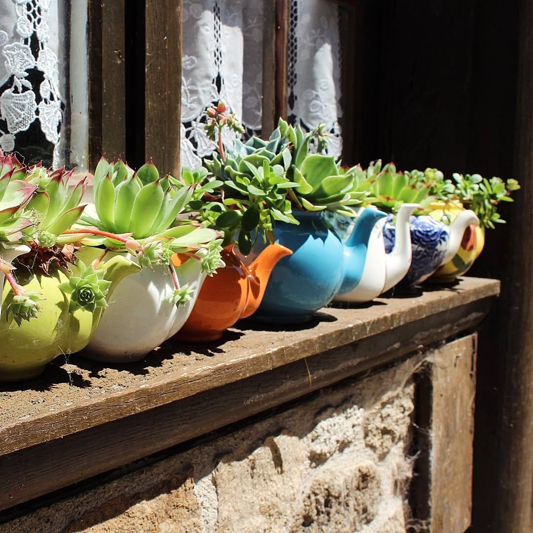 diverse succulent collection on windowsill
