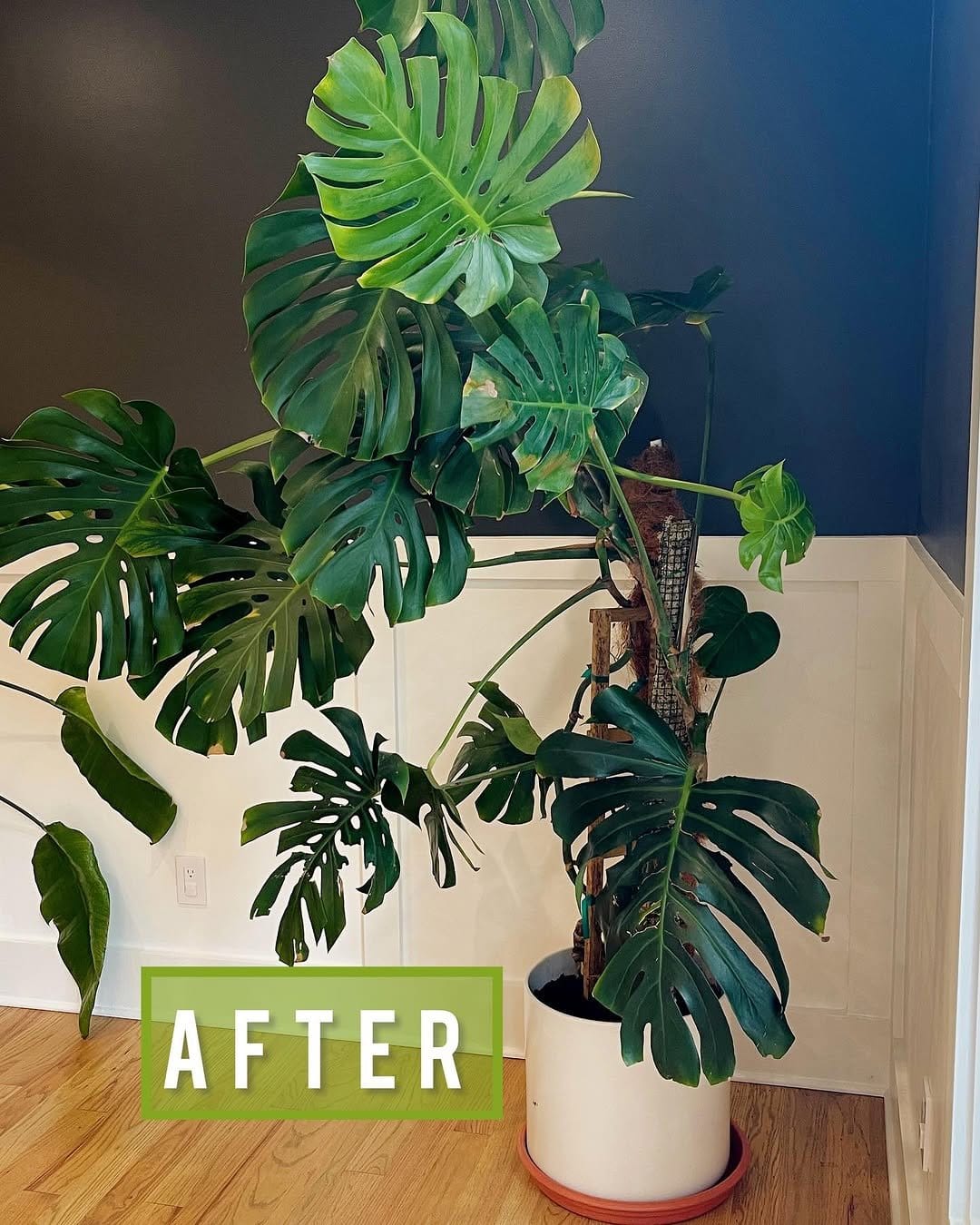 Minimalist monstera in terracotta pot