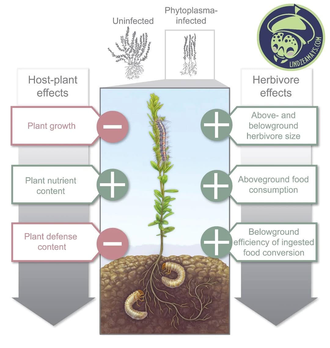 illustrative compost layer diagram