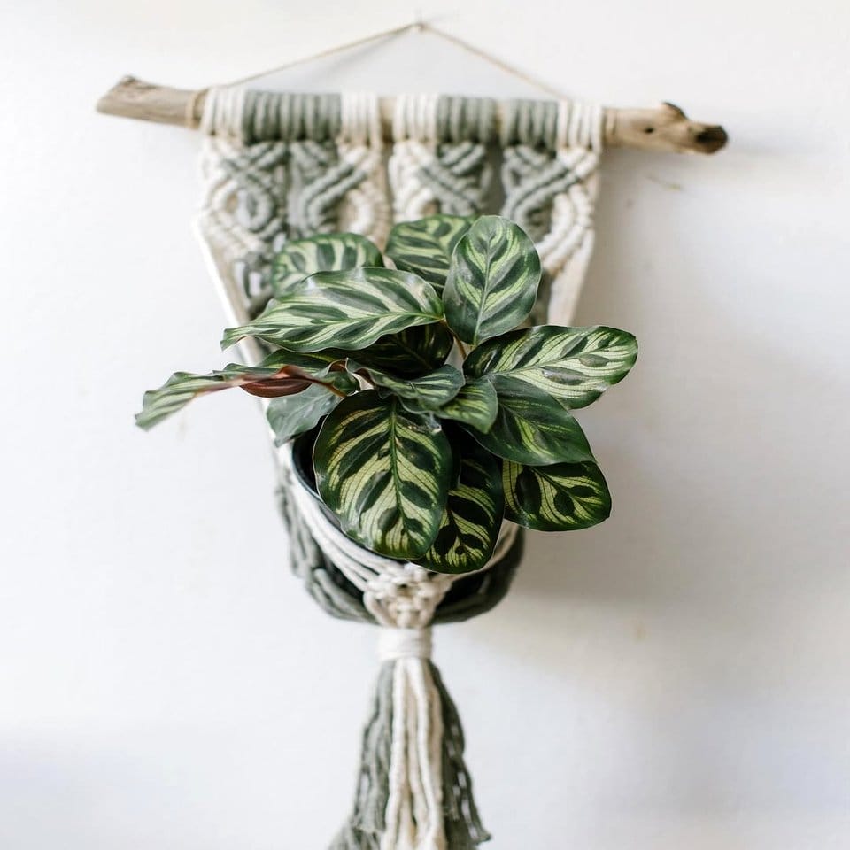 Compass rose knot plant hanger with intricate pattern
