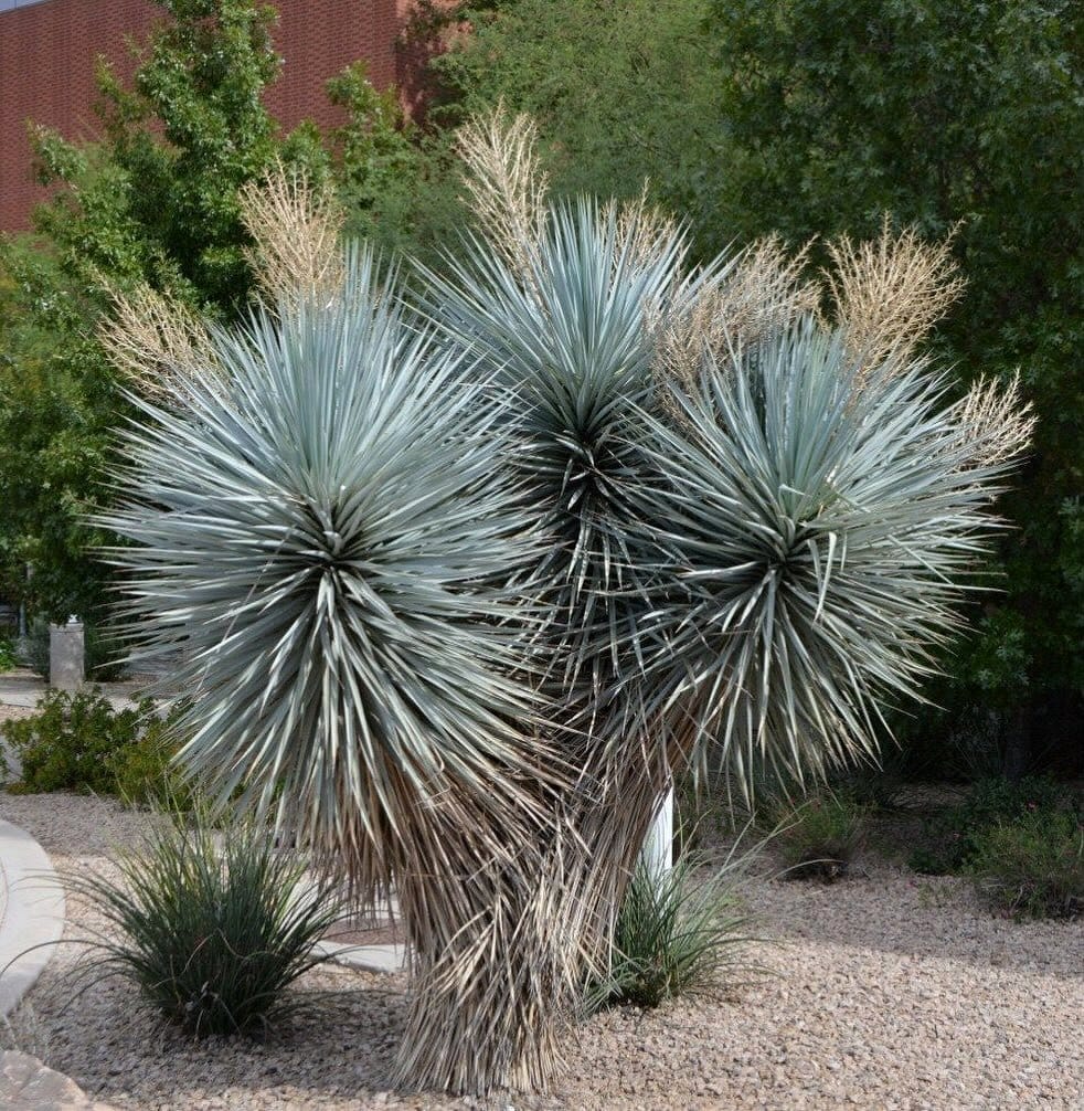 yucca plant with tall spikes