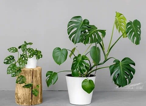 Swiss cheese plant with perforated leaves in modern home office
