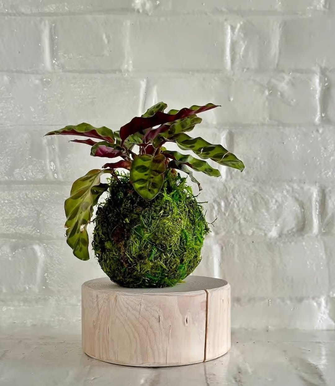 Unique Calathea Lancifolia in woven basket