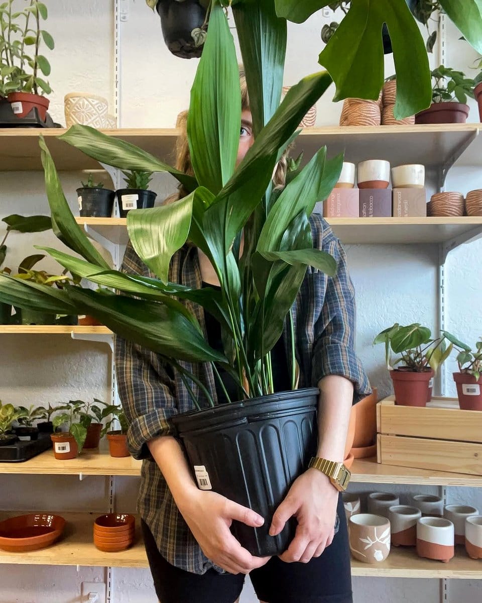 cast iron plant in corner