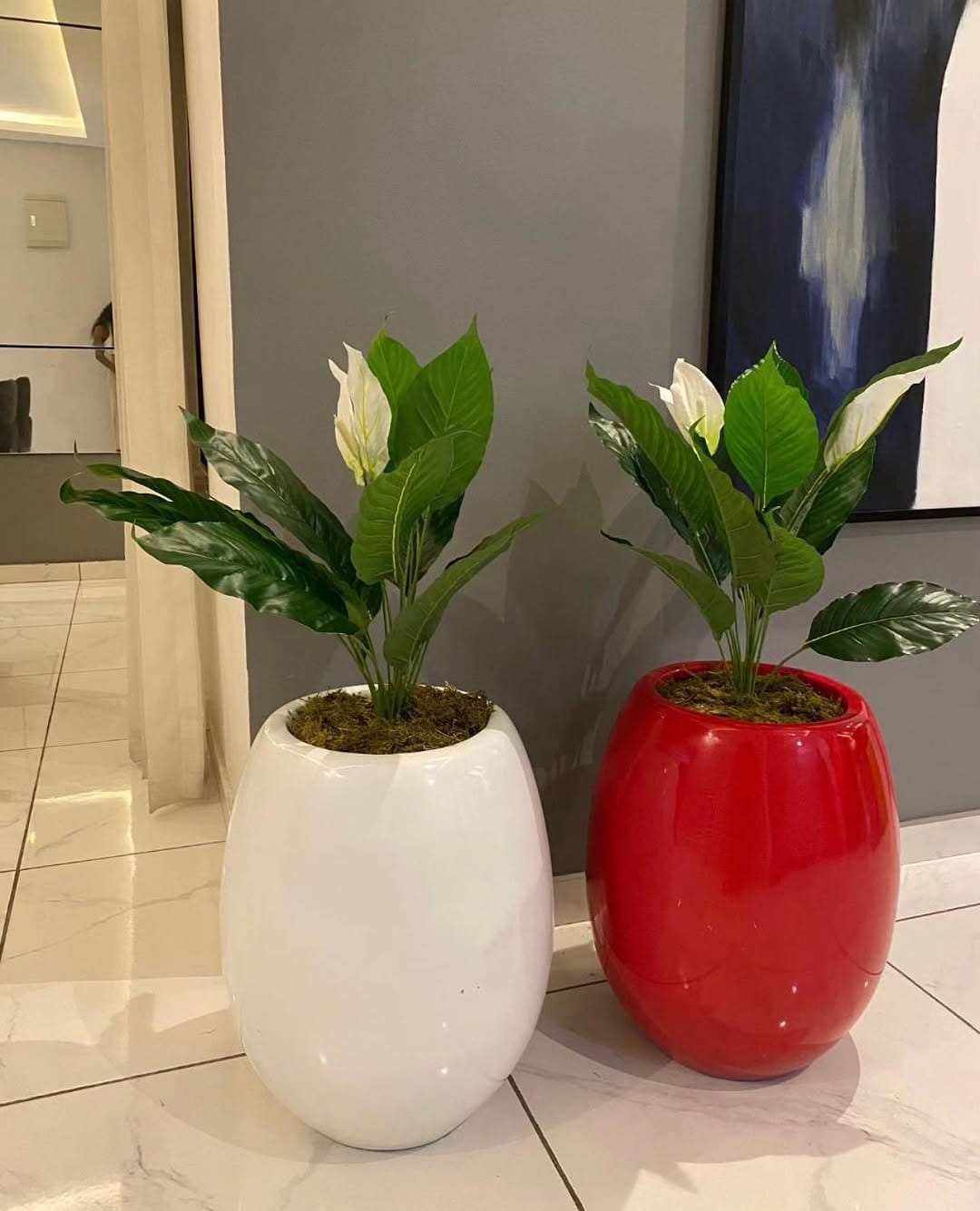 Anthuriums in decorative ceramic pots