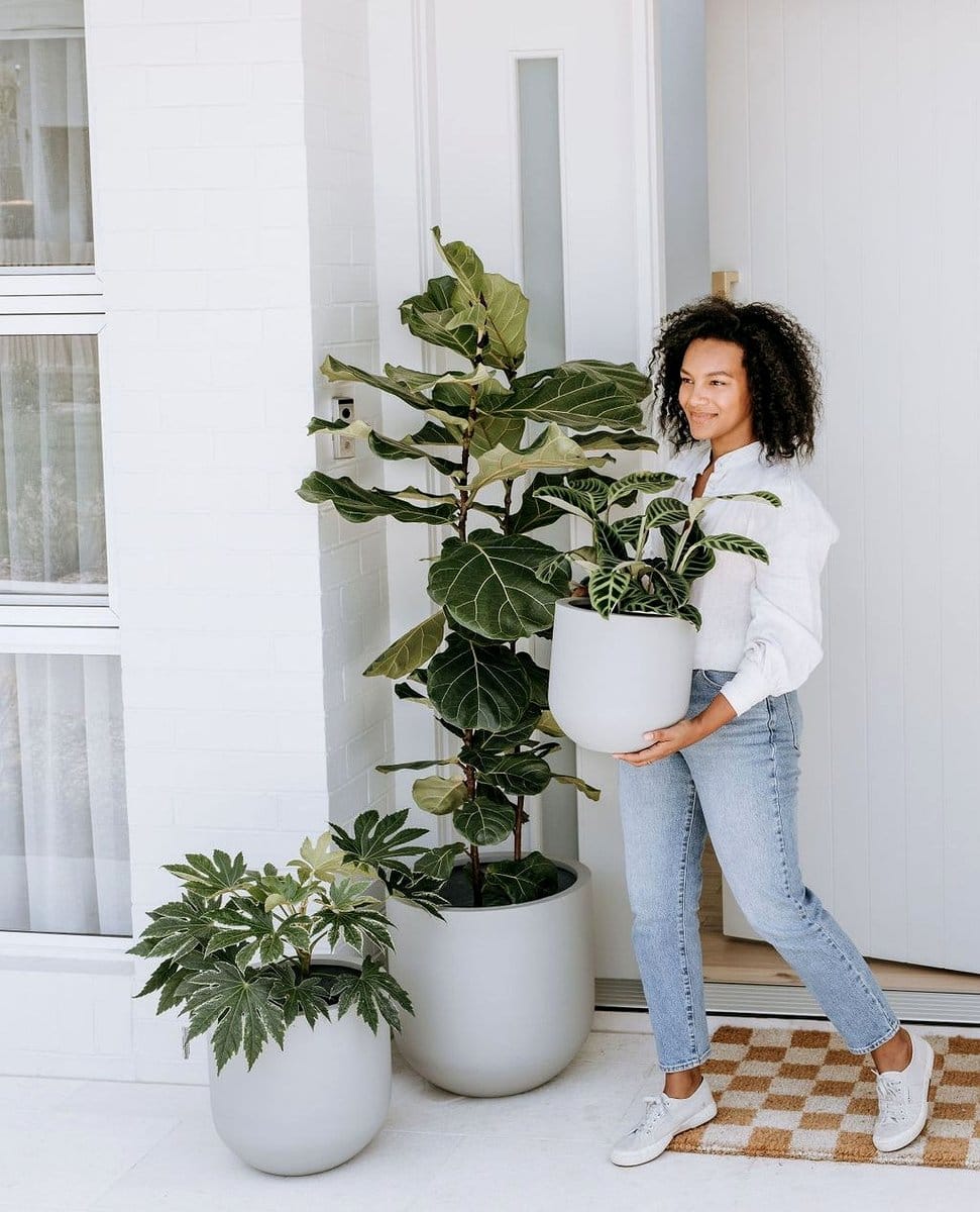 fiddle leaf fig in a family room