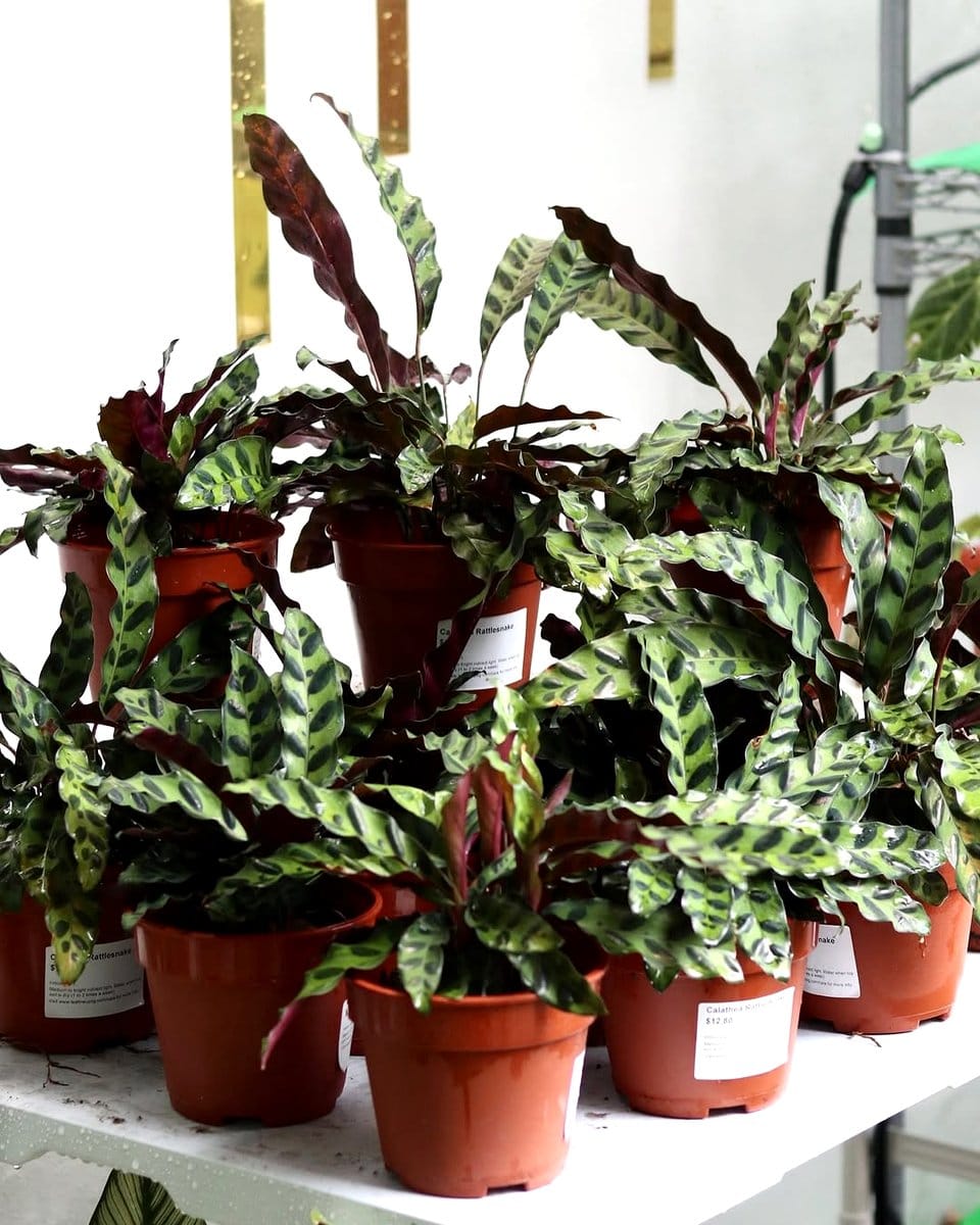 calathea with striking leaves