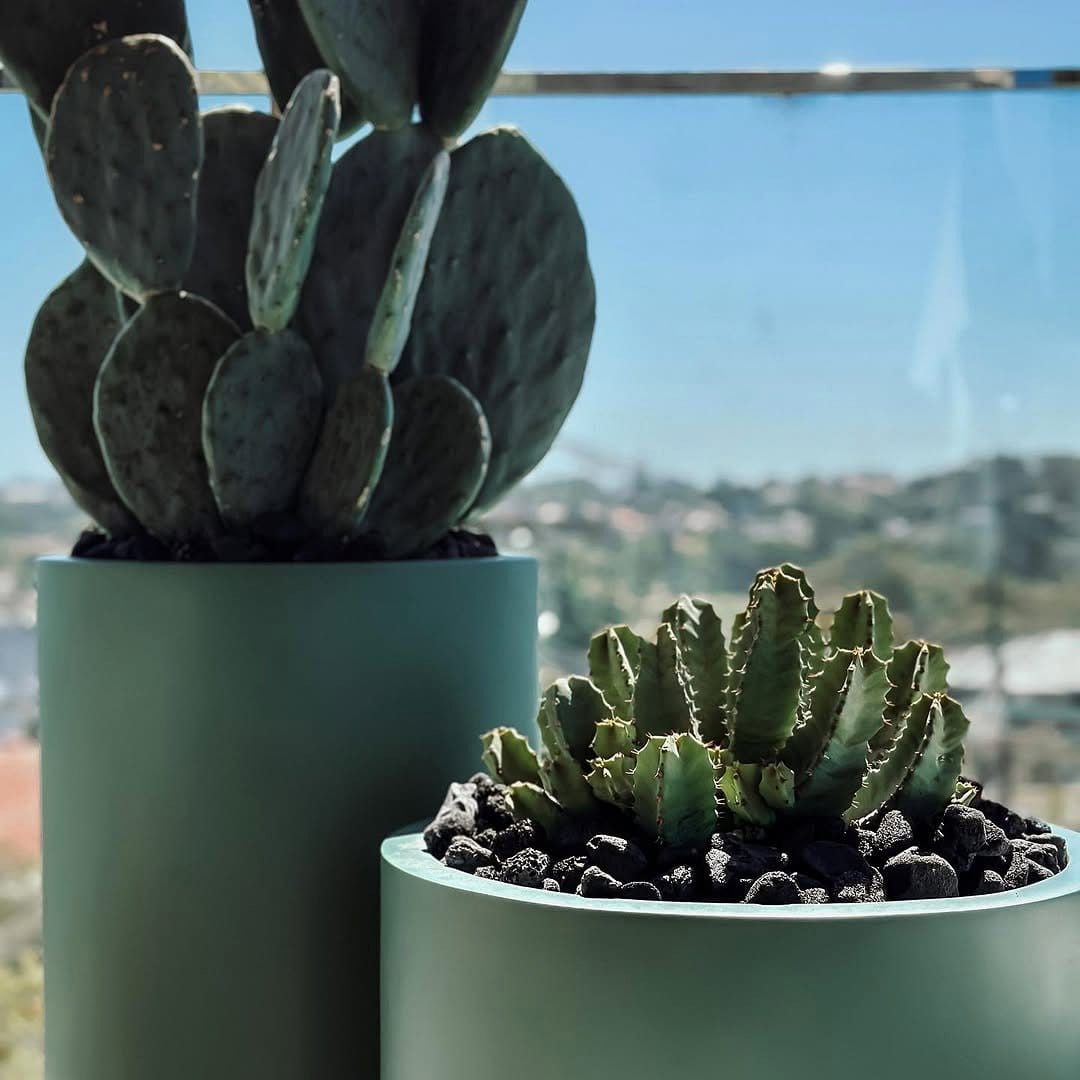 drought-tolerant plants in pots