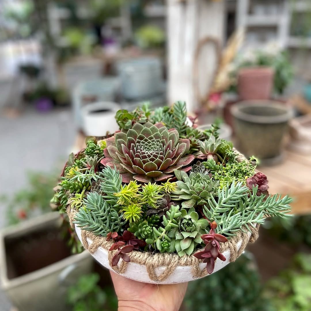 Weathered wooden planter with succulents