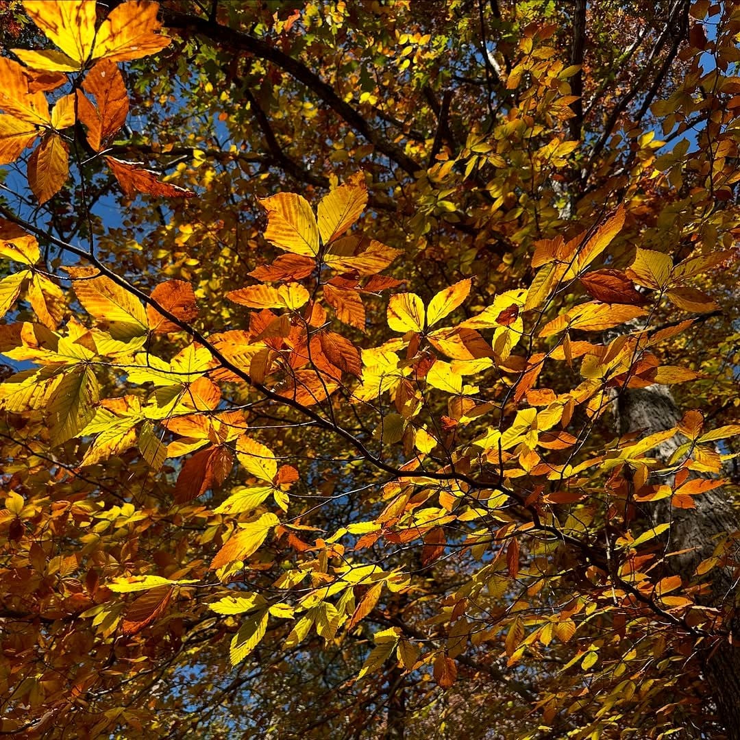 american beech tree with copper leaves