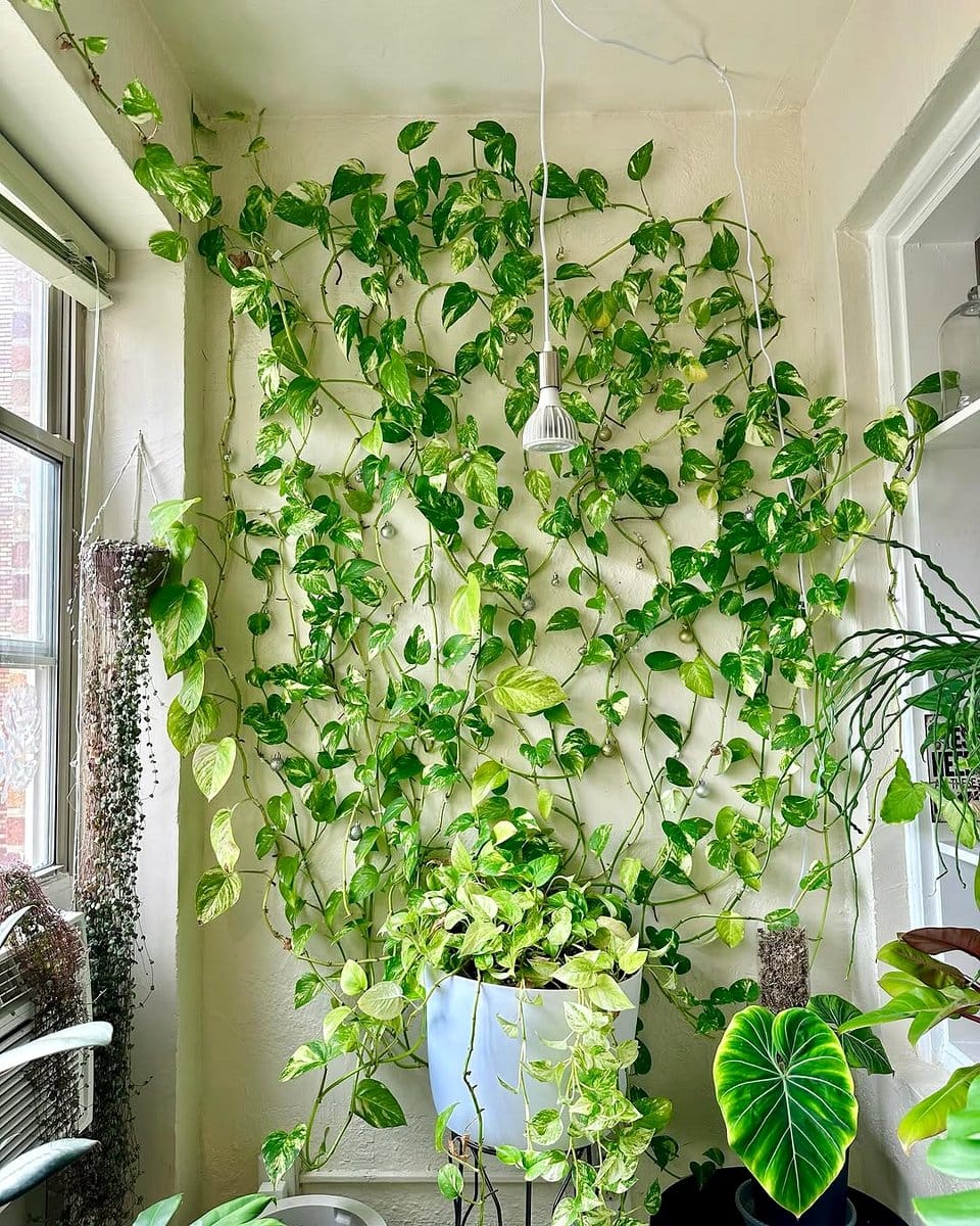 pothos plant cluster on a wall