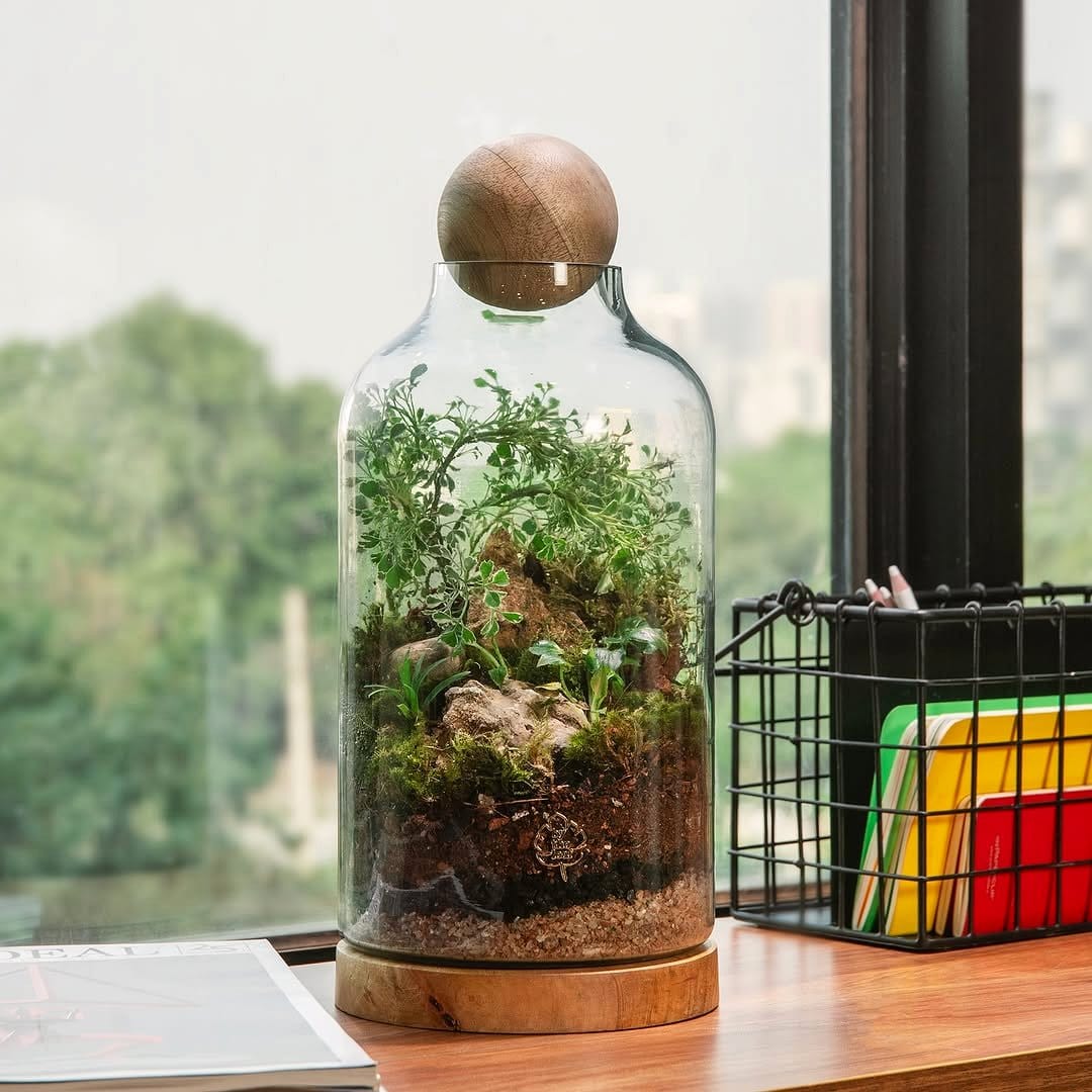 Enclosed glass terrarium with citrus saplings