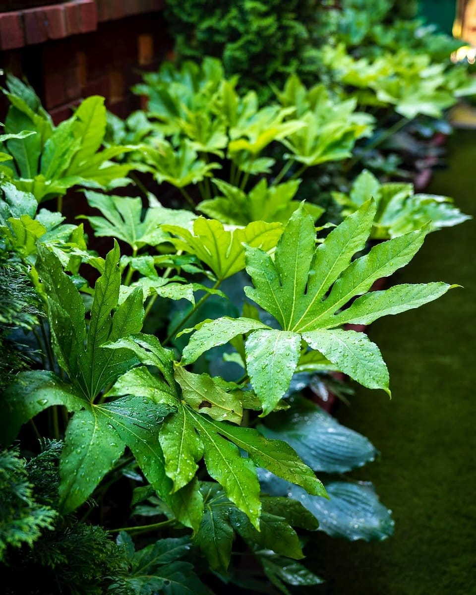 fatsia japonica leaves