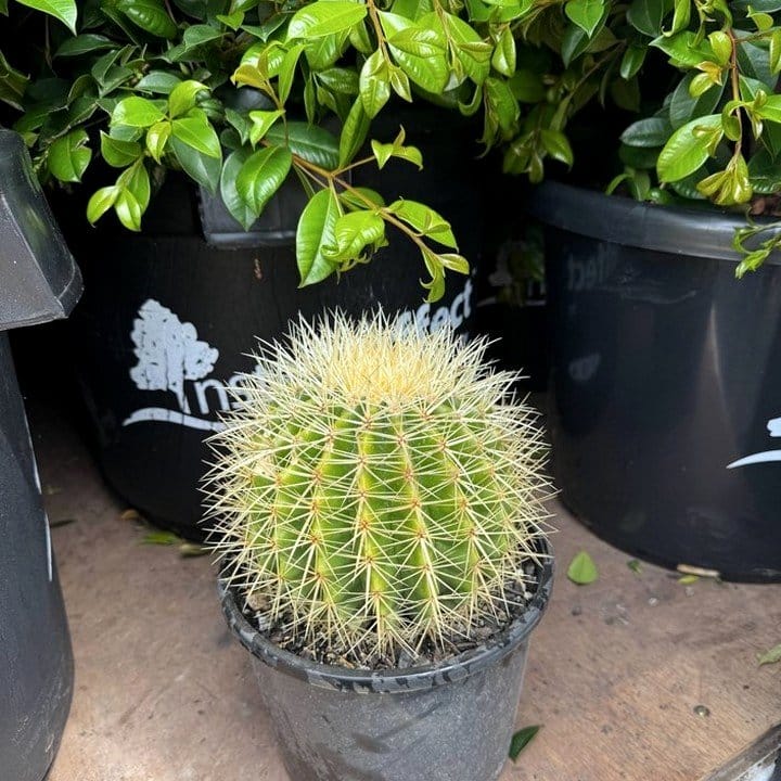 barrel cactus with maiden grass