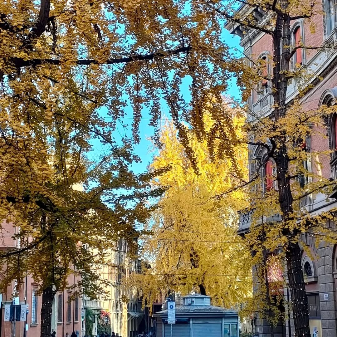 ginkgo biloba with golden leaves