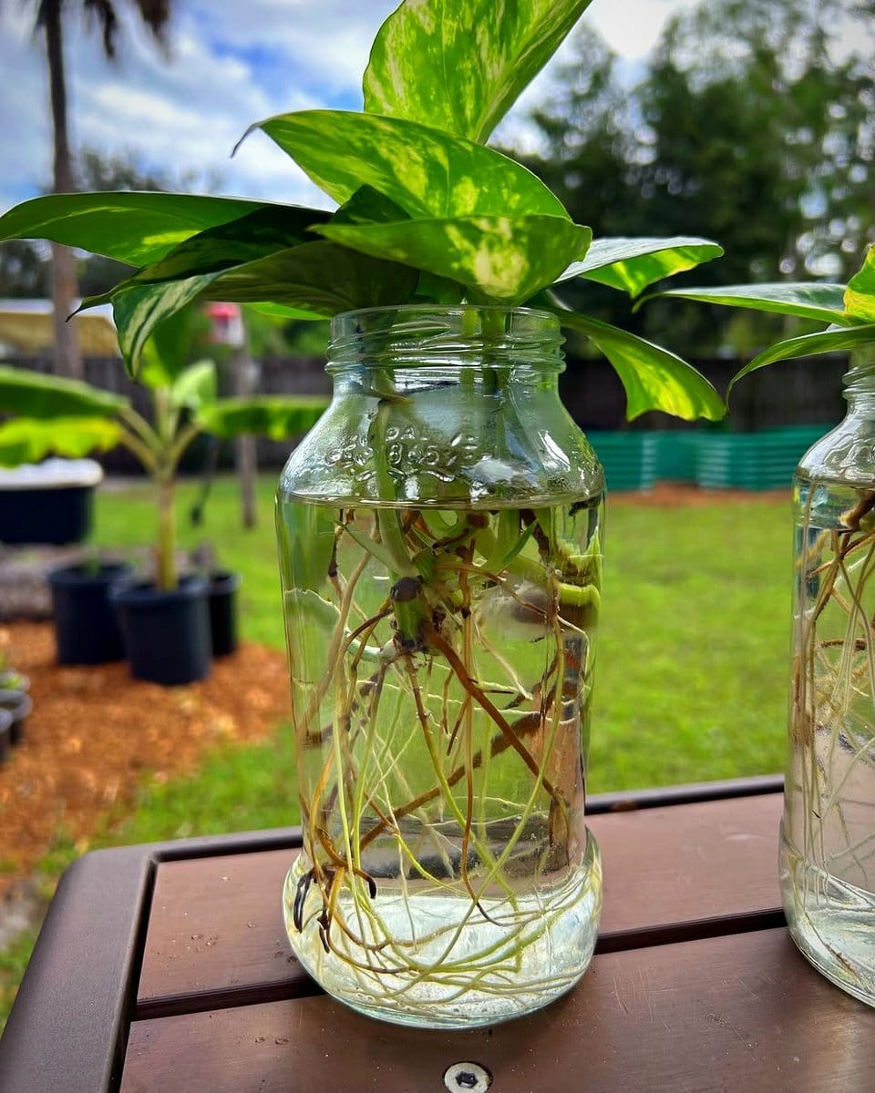 plant cutting in glass jar