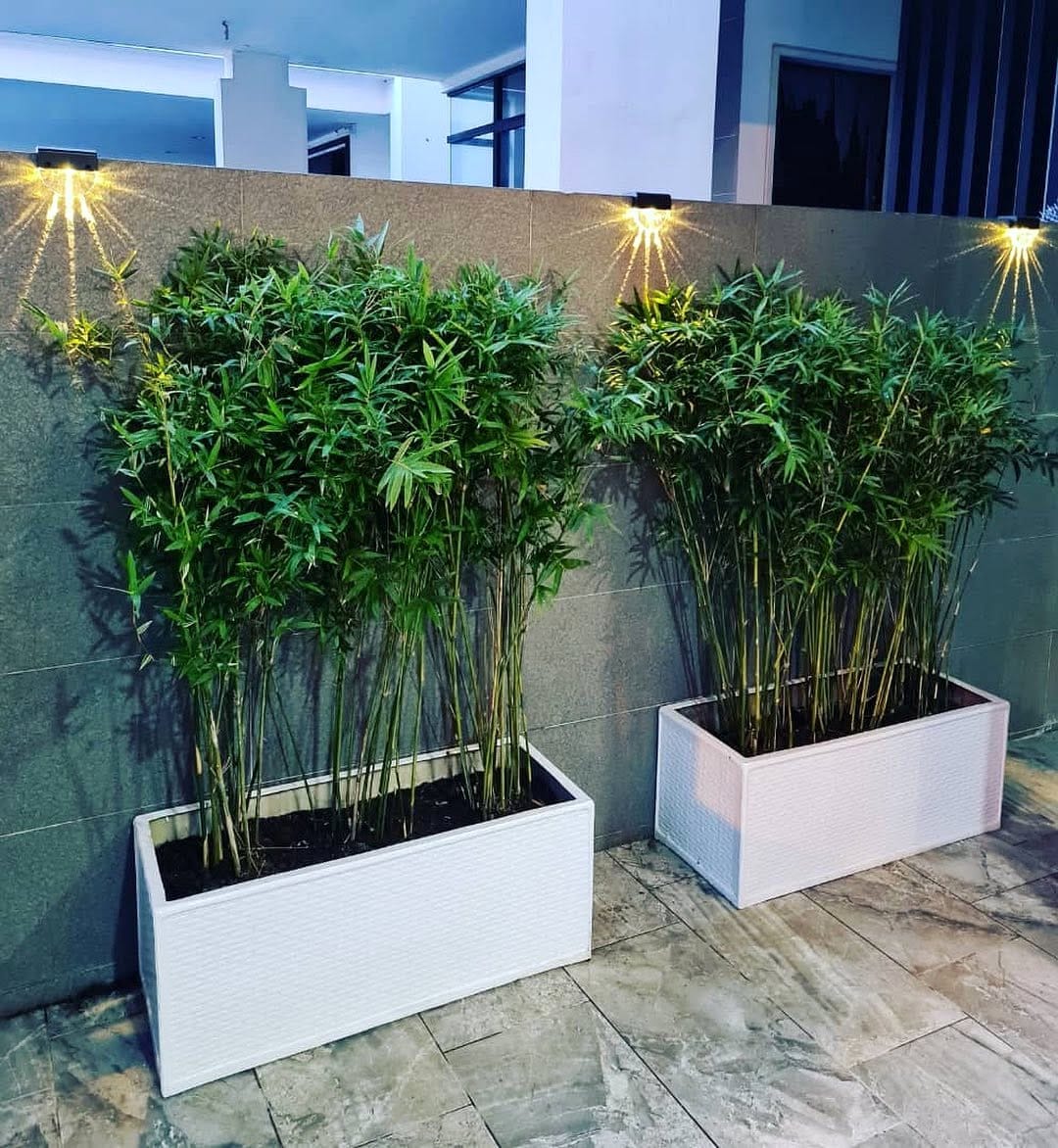 Vertical Havana cigar box wall garden