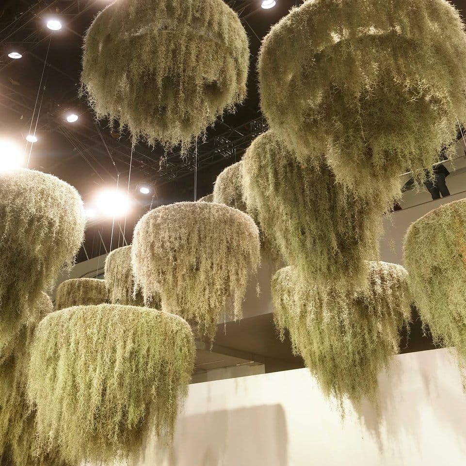 Close-up of varied moss textures