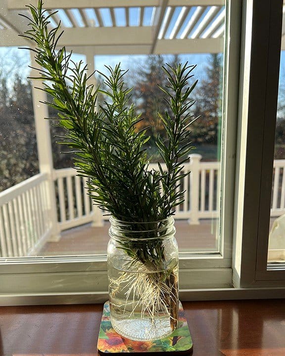 rosemary cuttings in water