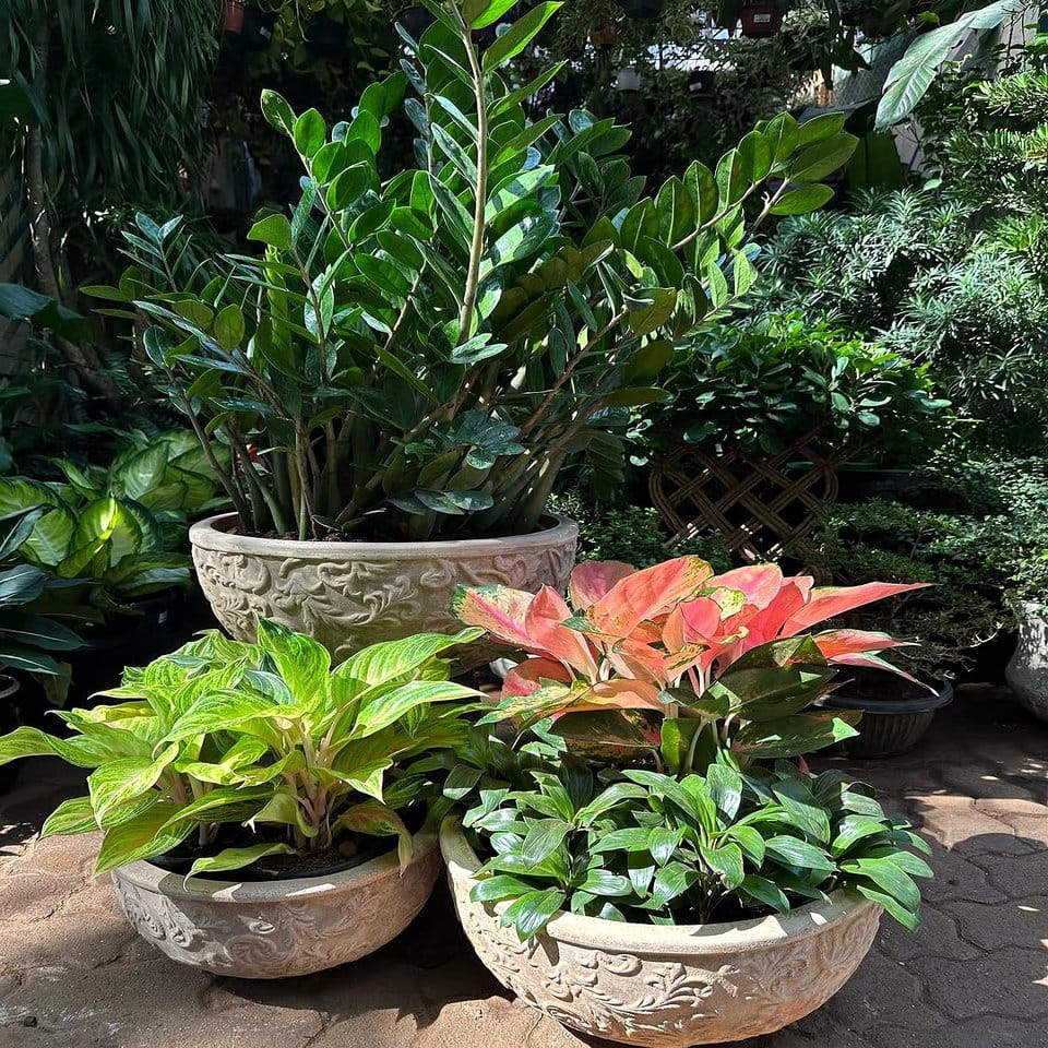 Color-blocked corner plant pot cluster