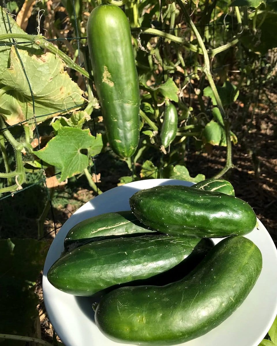 cucumbers hanging from vine