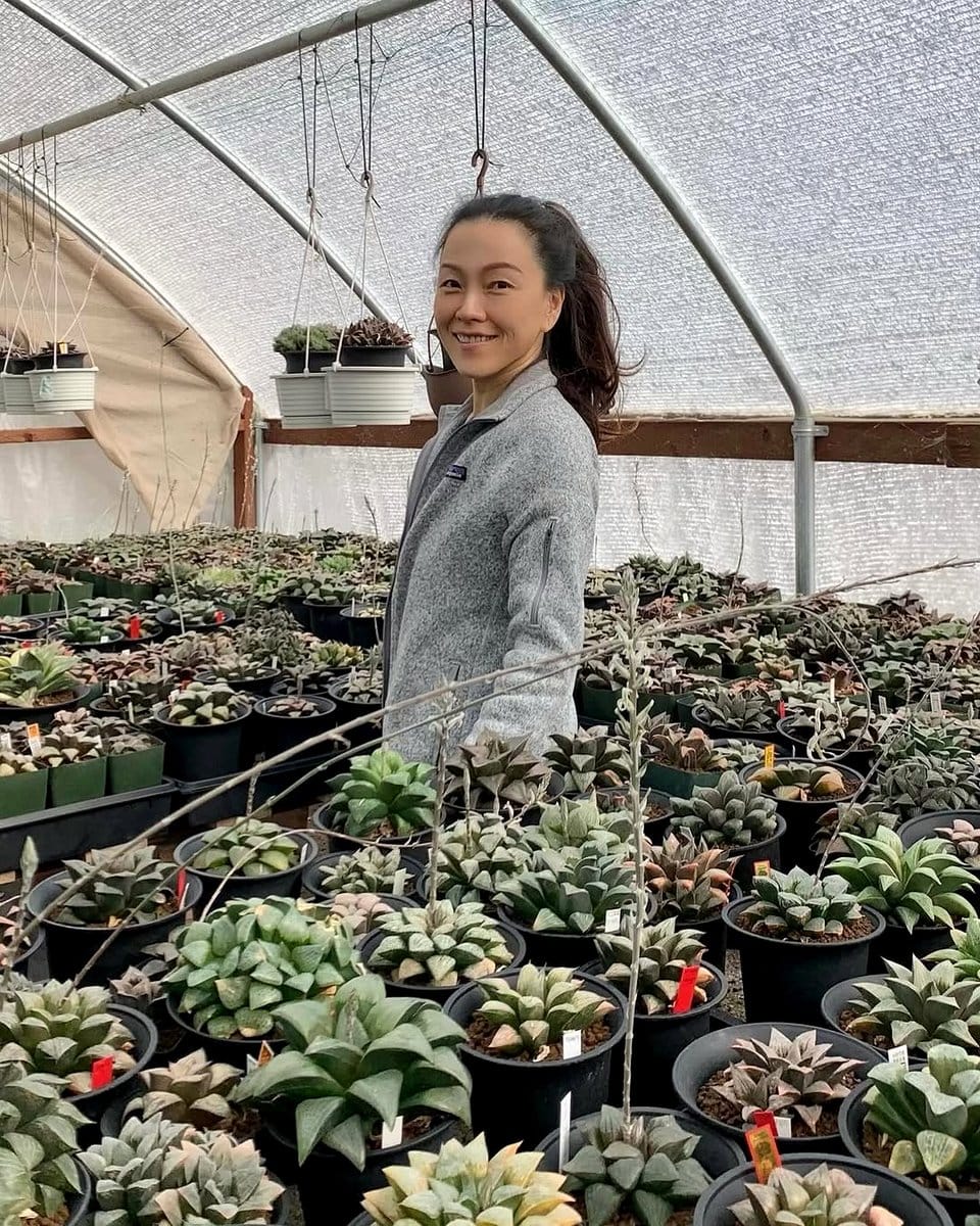 assorted succulents on console