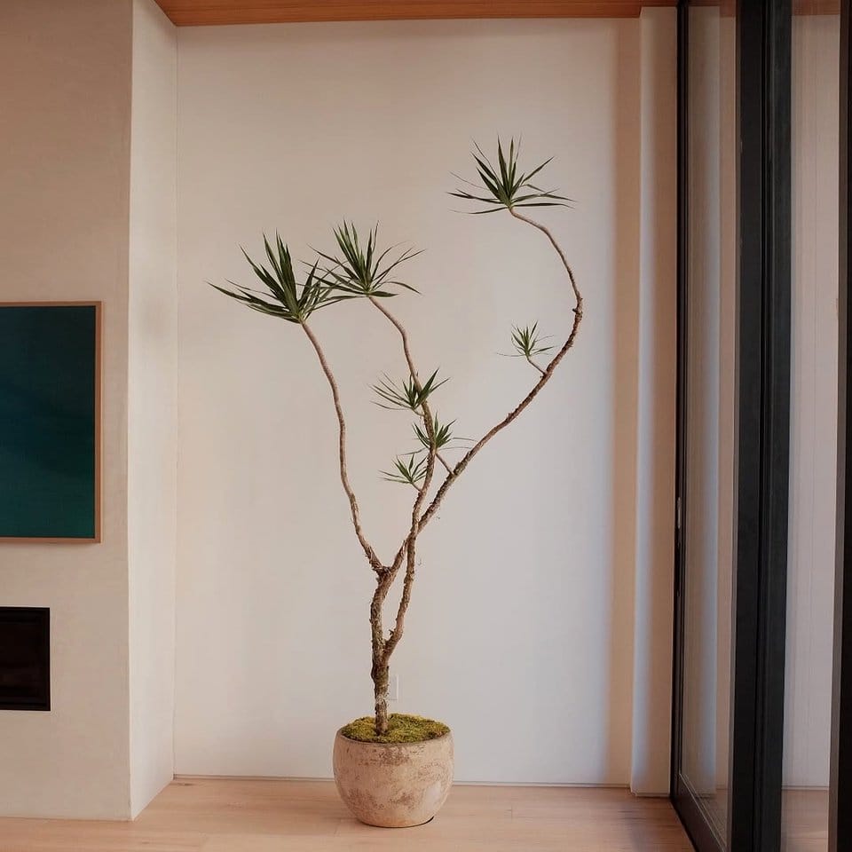 Wooden plant stand with gradient plants