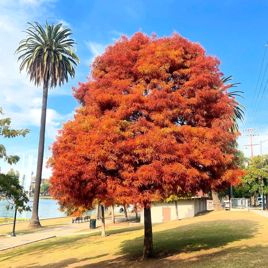 bald cypress with orange foliage