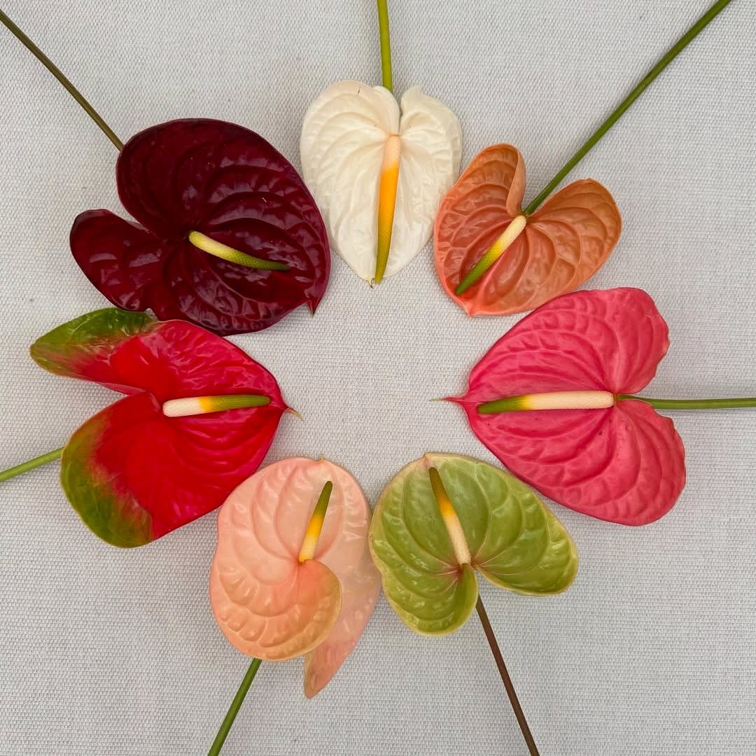 vibrant anthuriums on console