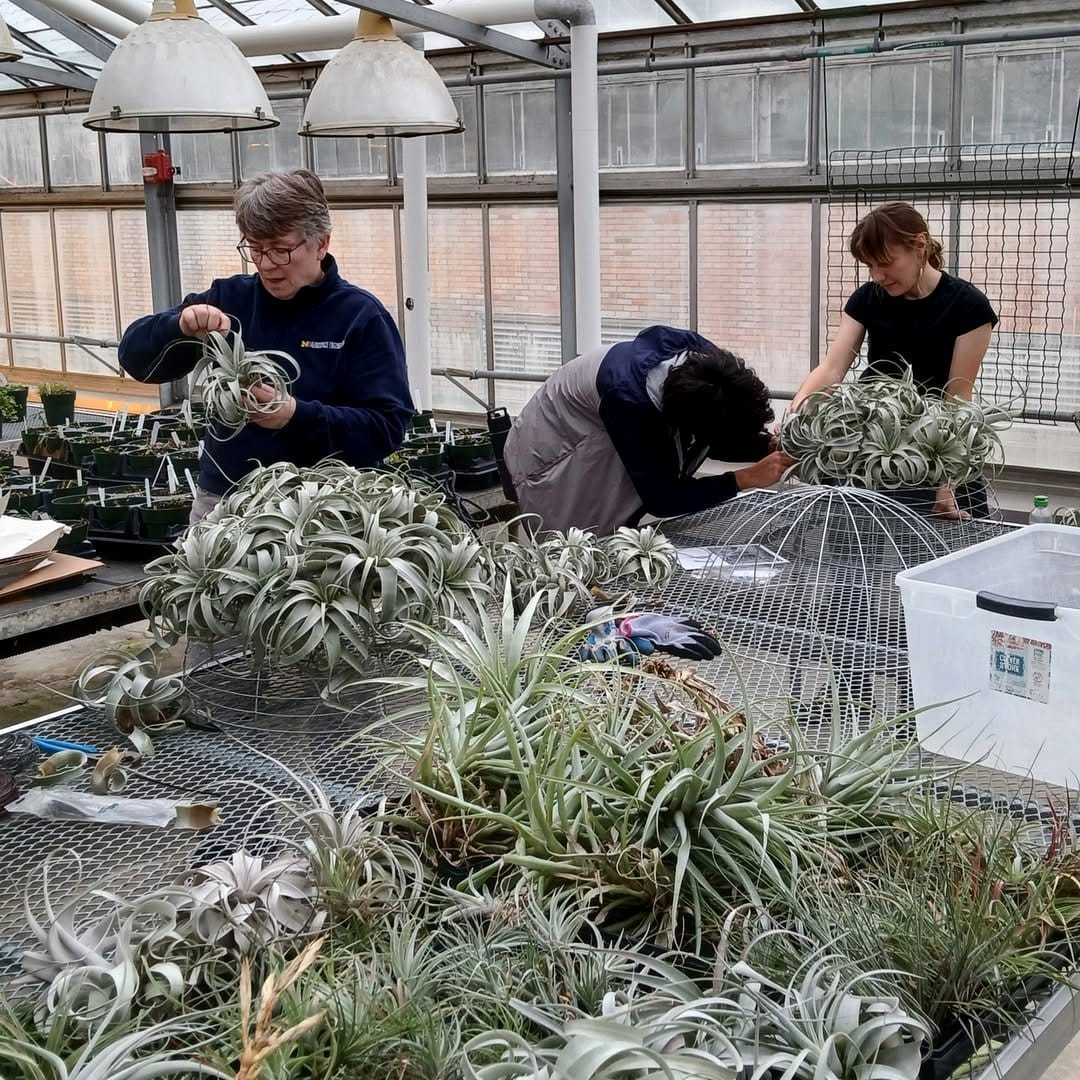 hanging frame with rare air plants