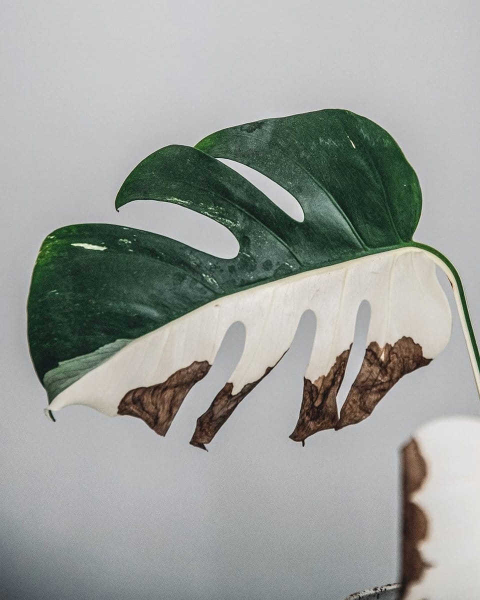 zz plant in a modern planter