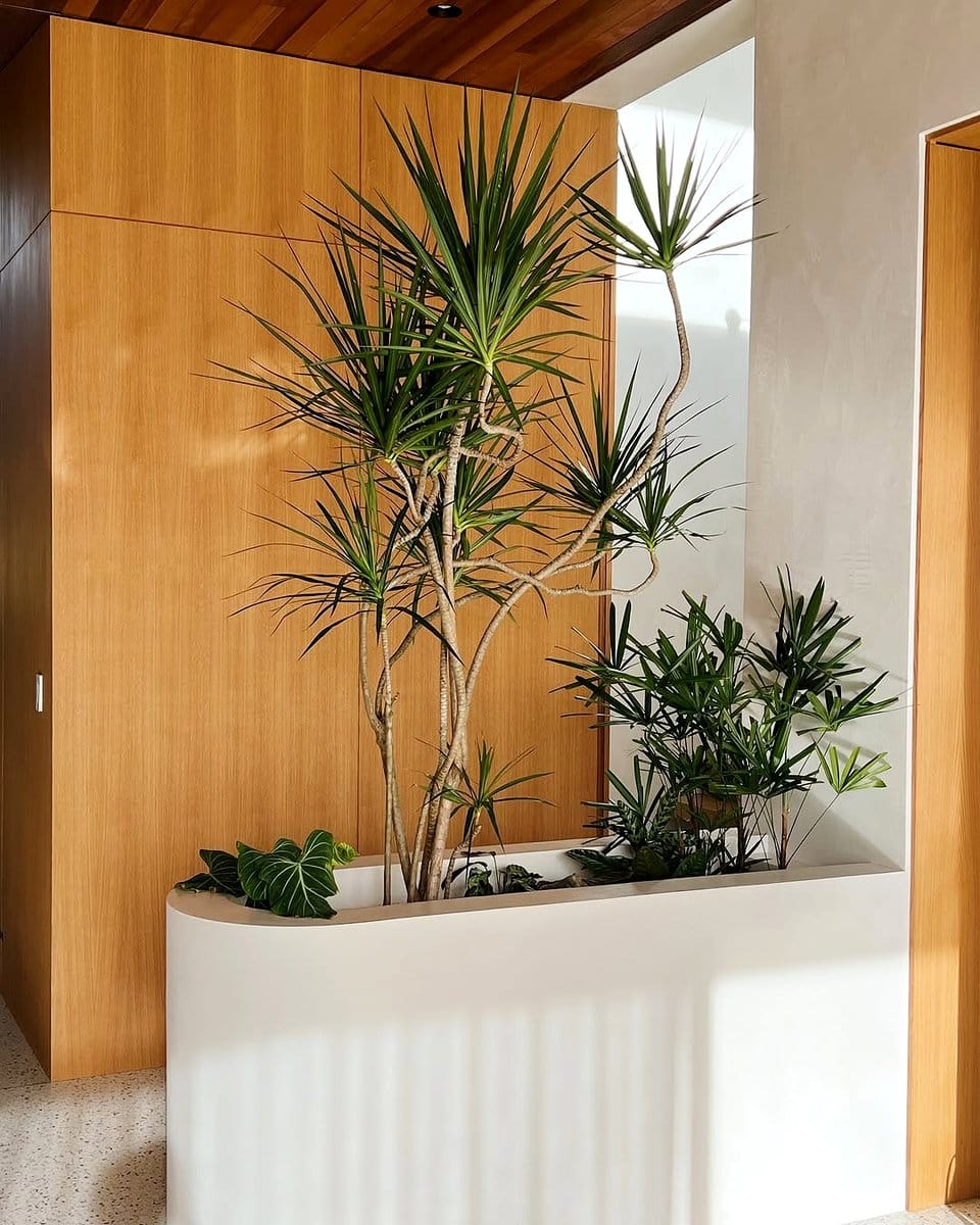Dracaena marginata on wooden floor