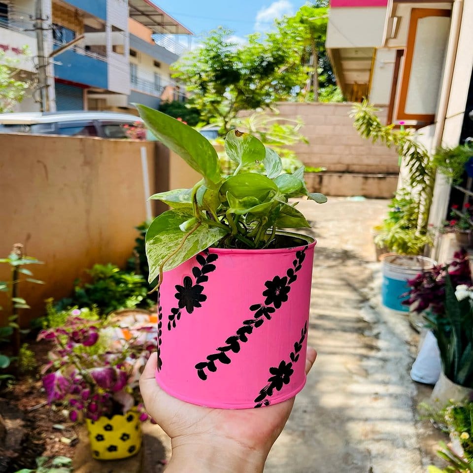 Vintage tin cans repurposed as planters