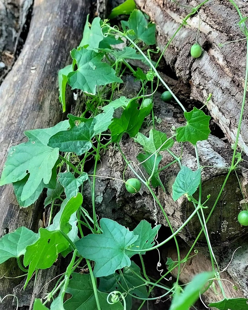 wavy Armenian cucumbers on vine