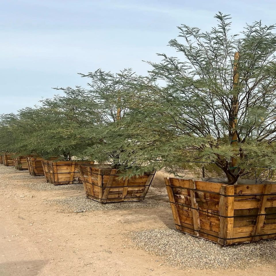 Mesquite wood and rope cactus stand