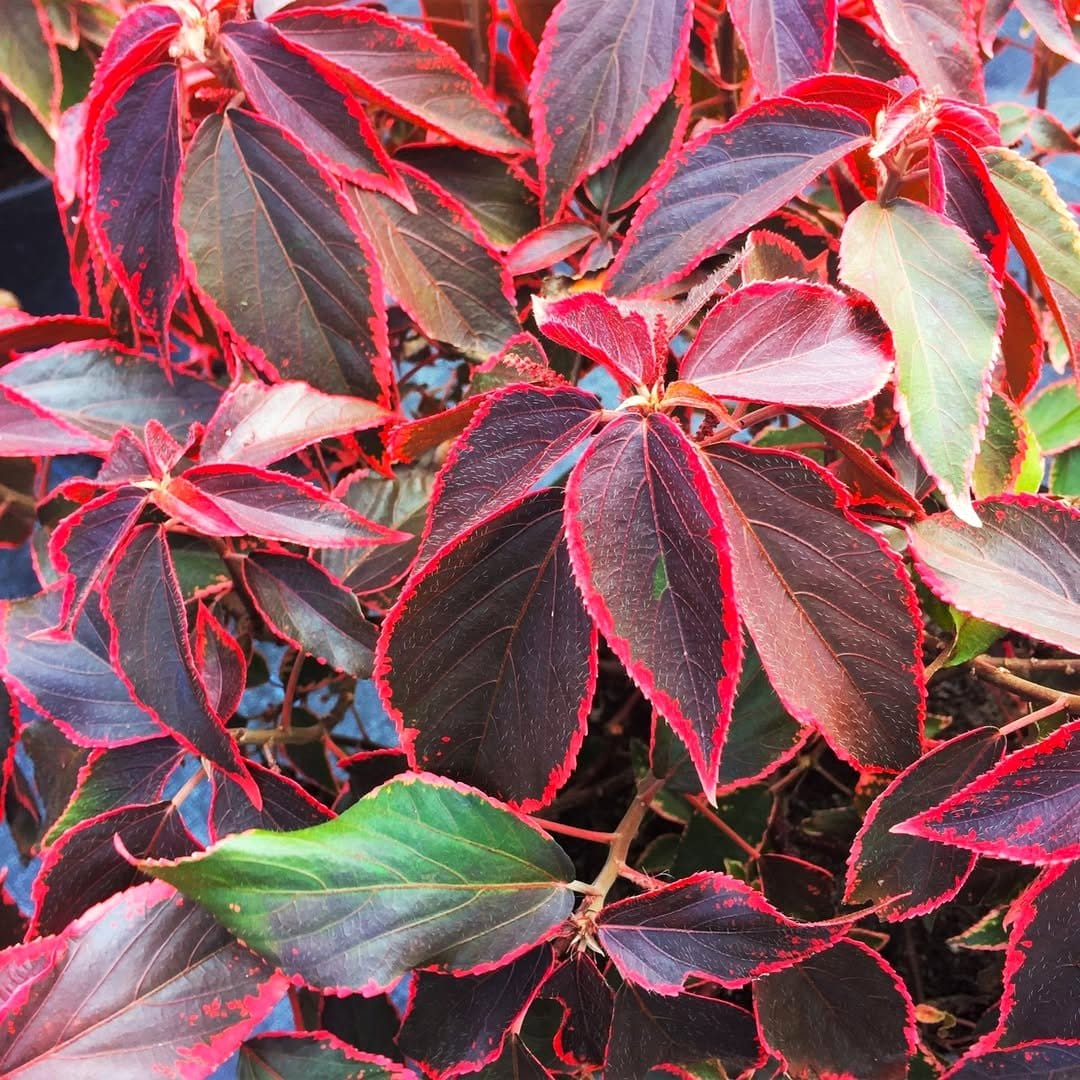 colorful pots with easy-care plants
