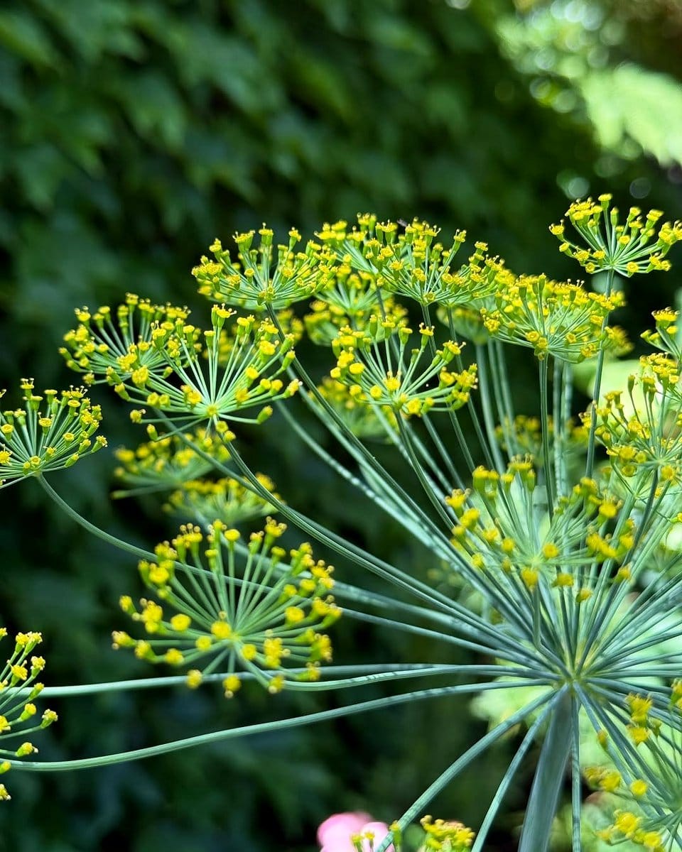 dill plant with yellow umbels