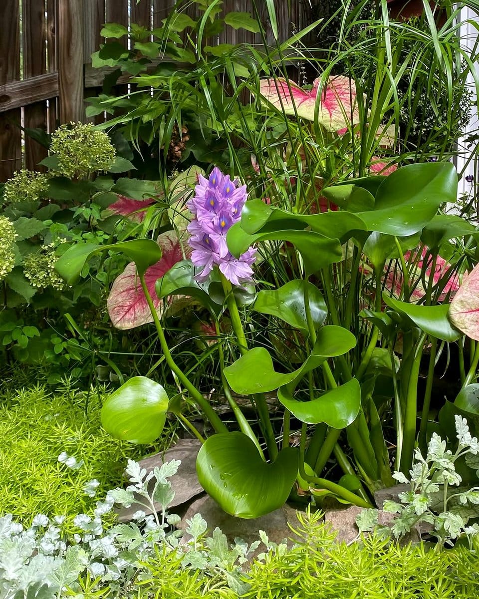 small garden pond with plants