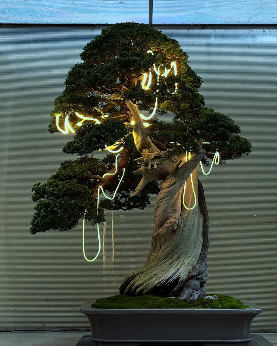 bonsai in seasonal settings