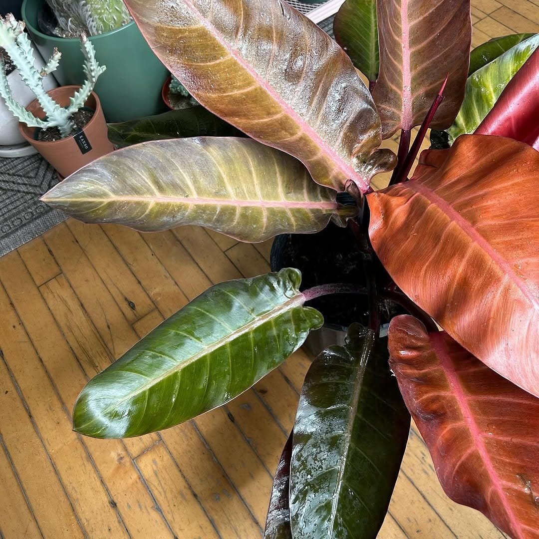 Philodendron in chic terracotta pot