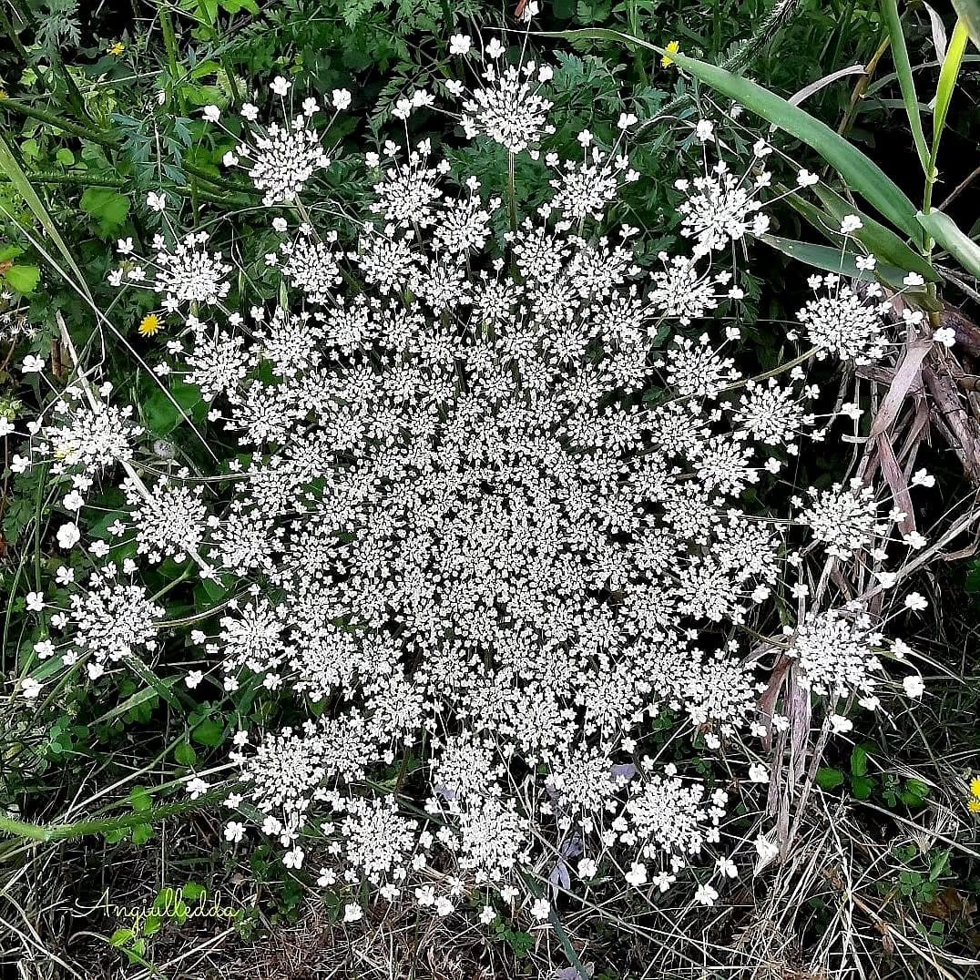 spiral pattern with succulents