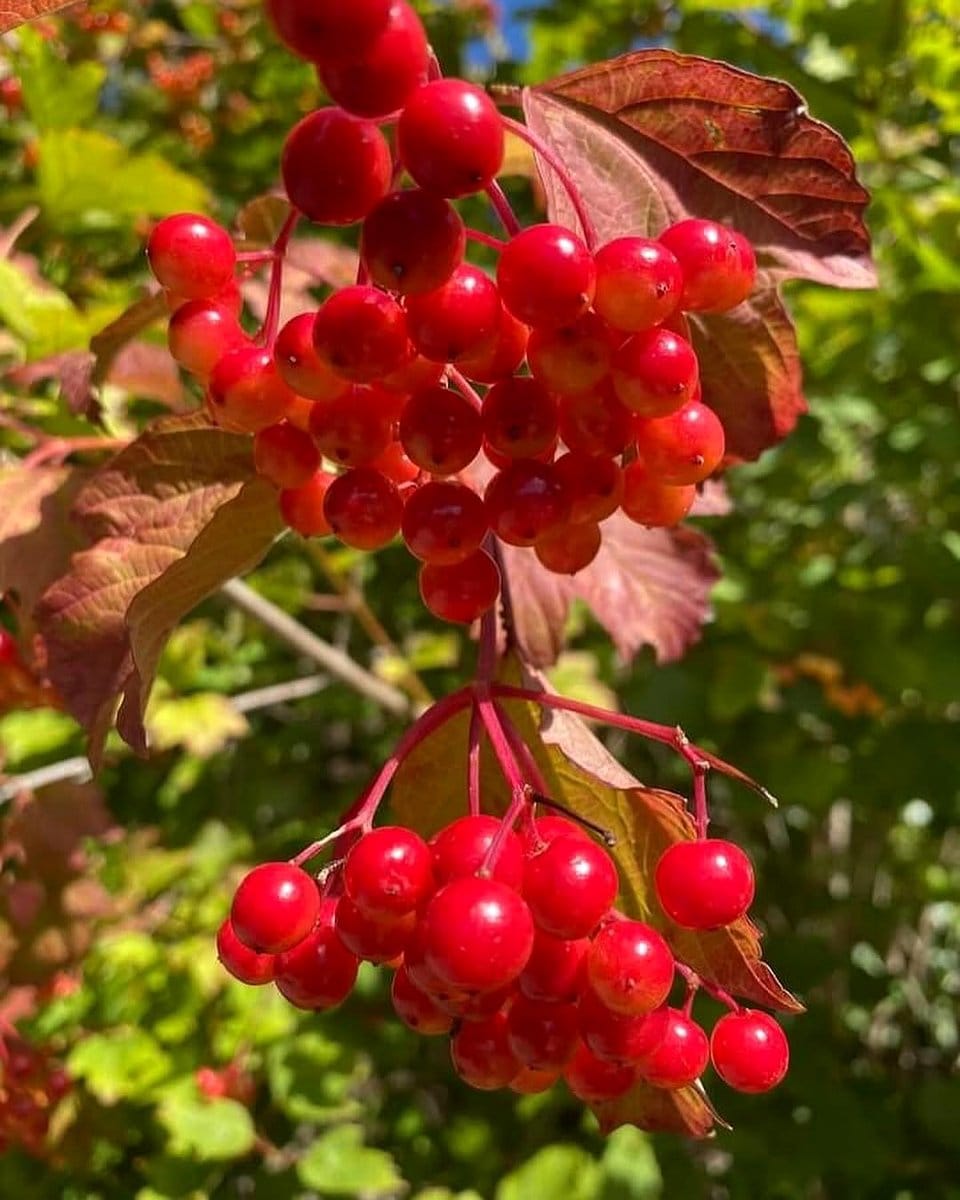 cranberry viburnum with red berries