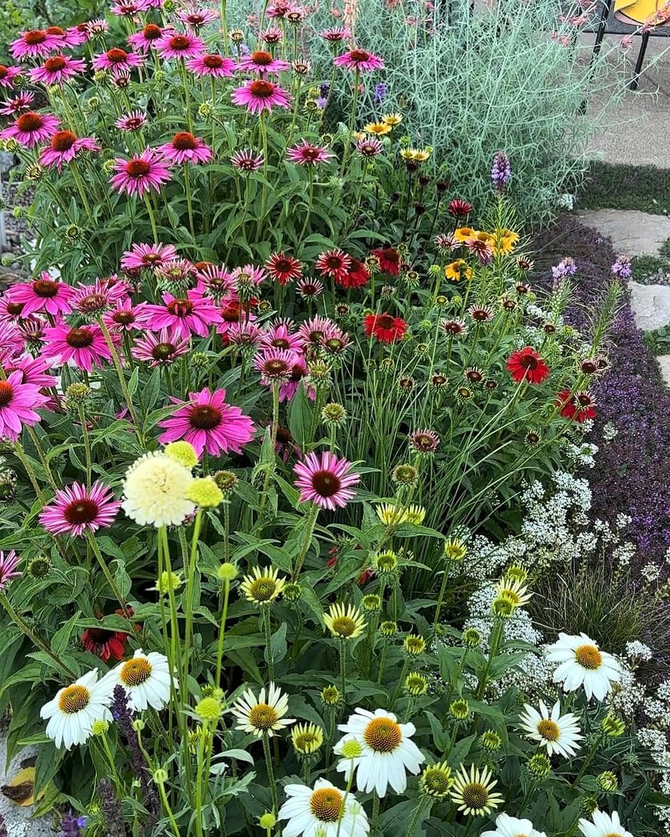 echinacea flowers in garden