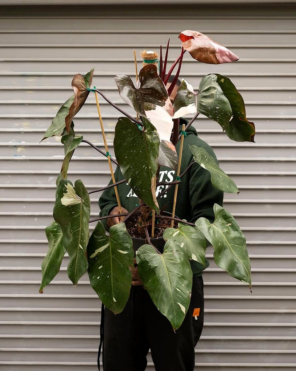 philodendron with large leaves