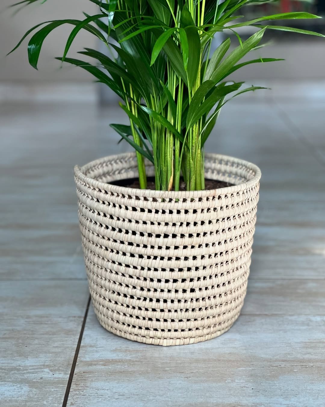 Tropical bamboo palm in classic wooden planter