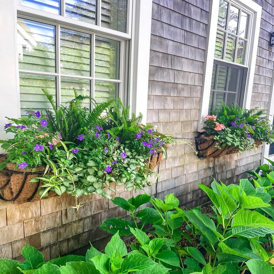 Charming window box with alpine wildflowers
